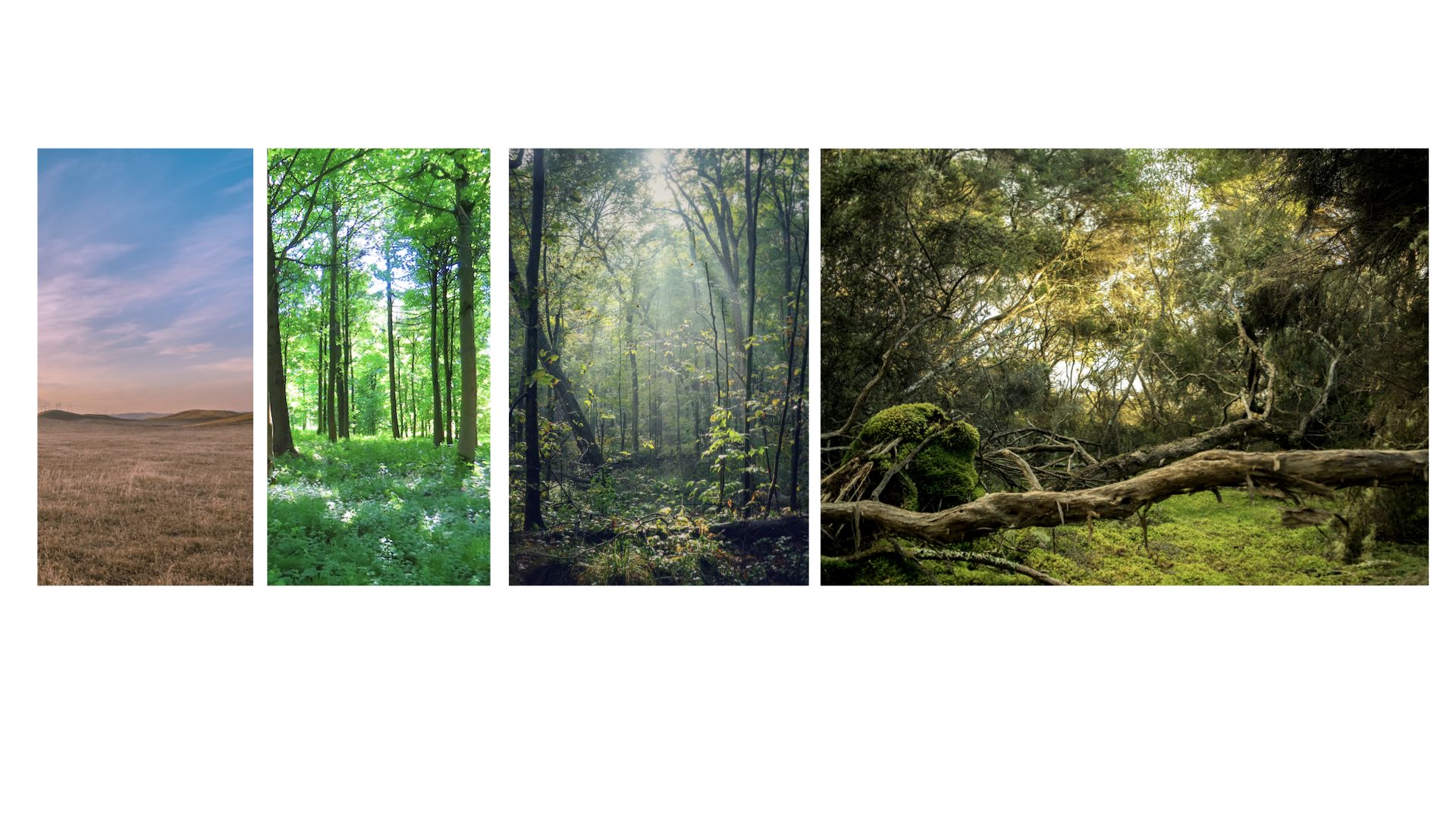 CRZ_rewilding.001